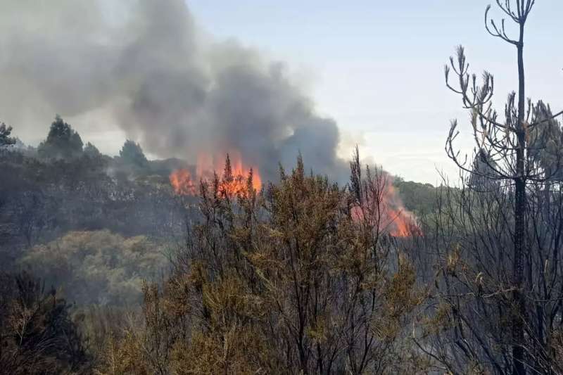 Prosecution wants 5-year prison sentence for man who started forest fire in Tenerife