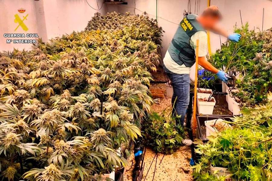 Four illegal cannabis clubs disguised as ‘Smokers Association’ raided in south Tenerife