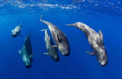 Tenerife Cabildo to increase protection and regulation of Teno-Rasca marine zone