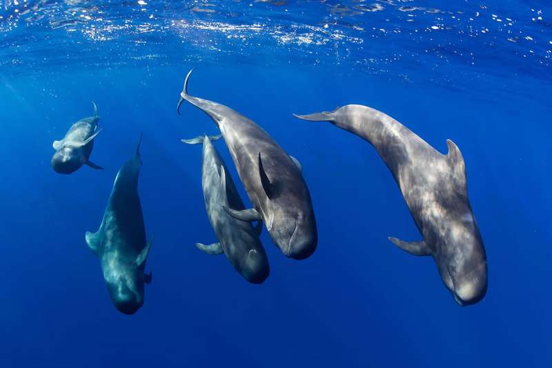 Tenerife Cabildo to increase protection and regulation of Teno-Rasca marine zone