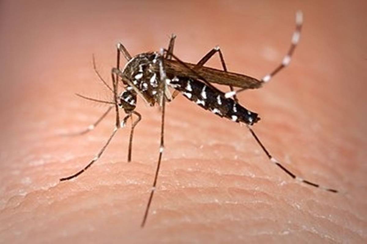 Tiger mosquitoes are detected again in Tenerife