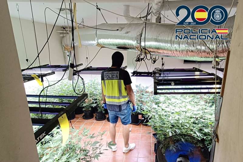 Two Brits arrested for large scale marijuana cultivation in the south of Tenerife