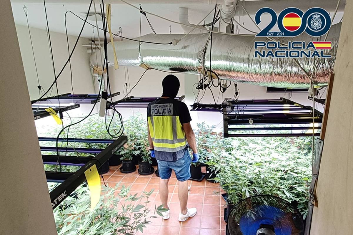 Two Brits arrested for large scale marijuana cultivation in the south of Tenerife