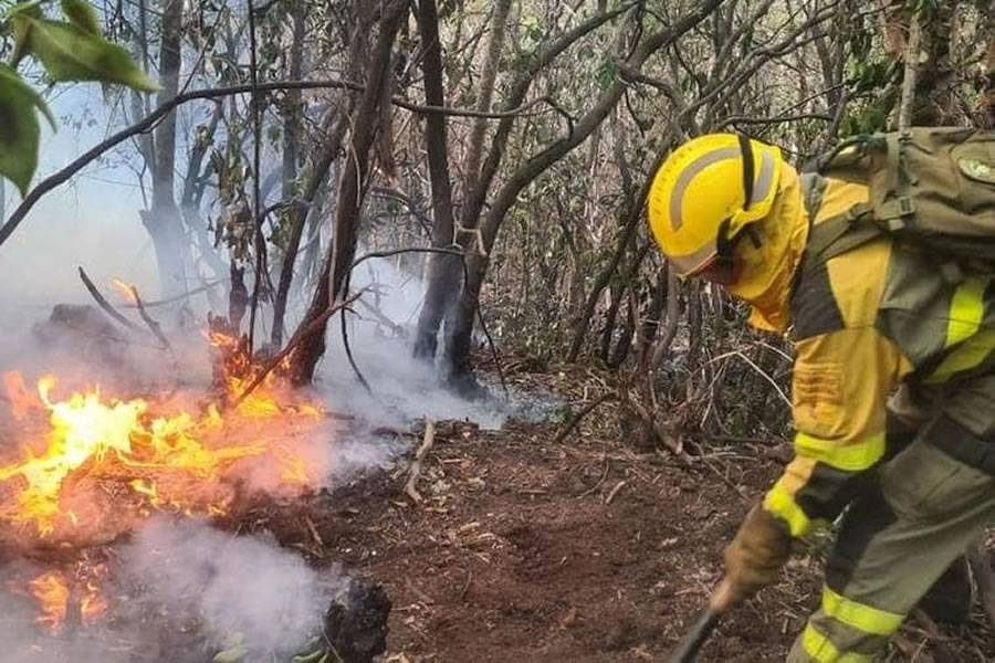 Man arrested for causing three forest fires in Tenerife