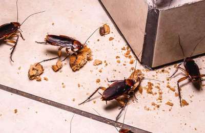 Health risks associated with pests in commercial spaces