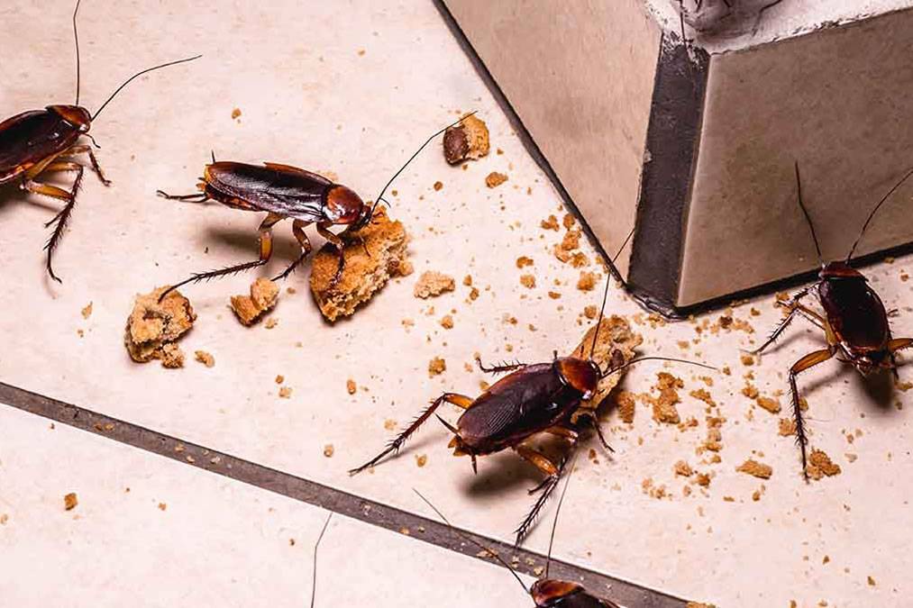 Health risks associated with pests in commercial spaces
