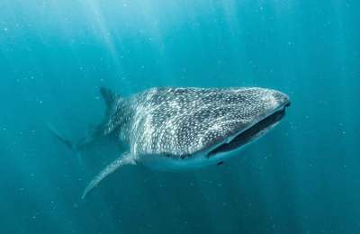 VIDEO: Huge whale shark caught on video in Canary Islands waters