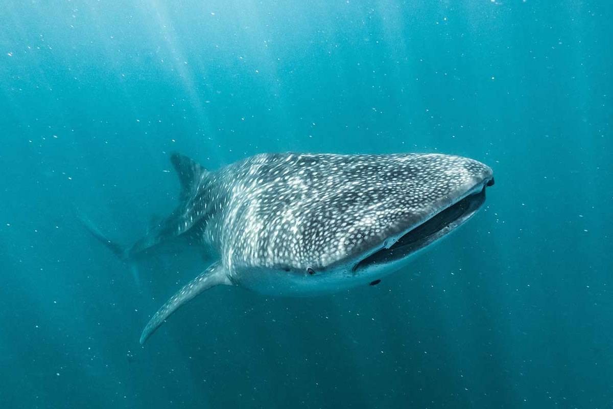 VIDEO: Huge whale shark caught on video in Canary Islands waters