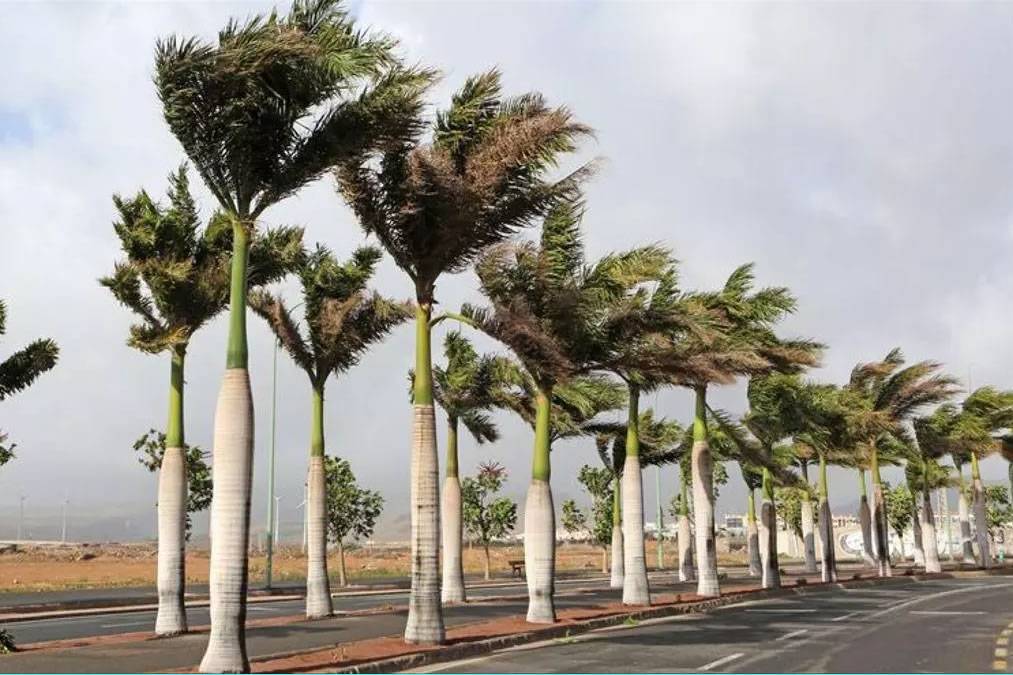 Cooler temperatures and strong winds expected in the Canary Islands this Tuesday