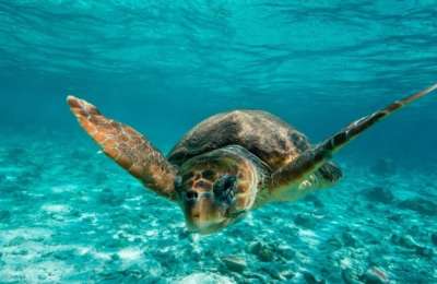 Loro Parque Foundation to host grand charity dinner for 30th Anniversary
