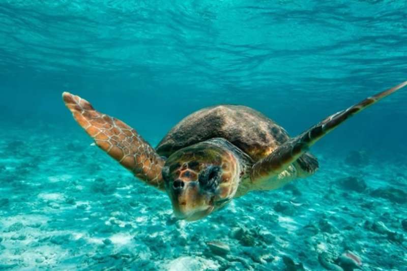 Loro Parque Foundation to host grand charity dinner for 30th Anniversary