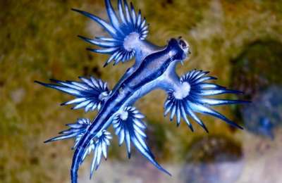 Beach closed in the Canary Islands due to the presence of poisonous Blue Dragon fish