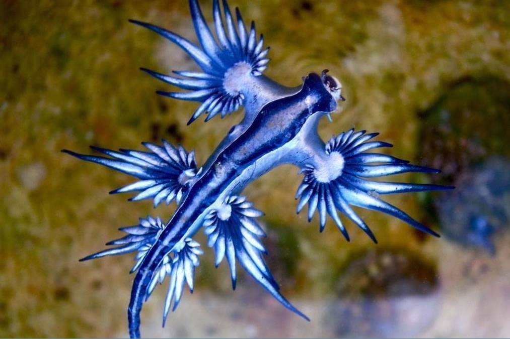 Beach closed in the Canary Islands due to the presence of poisonous Blue Dragon fish
