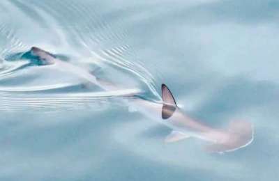 Hammerhead shark spotted swimming in a port in the Canary Islands 