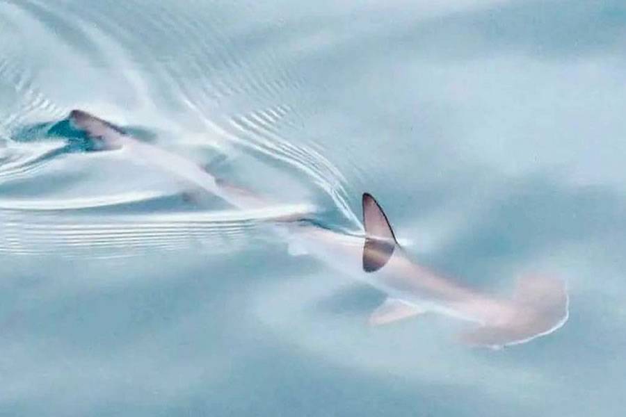 Hammerhead shark spotted swimming in a port in the Canary Islands 