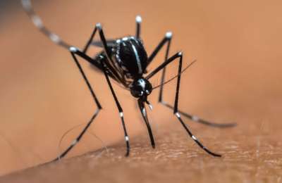 Health authorities detect another Tiger Mosquito at Tenerife South Airport