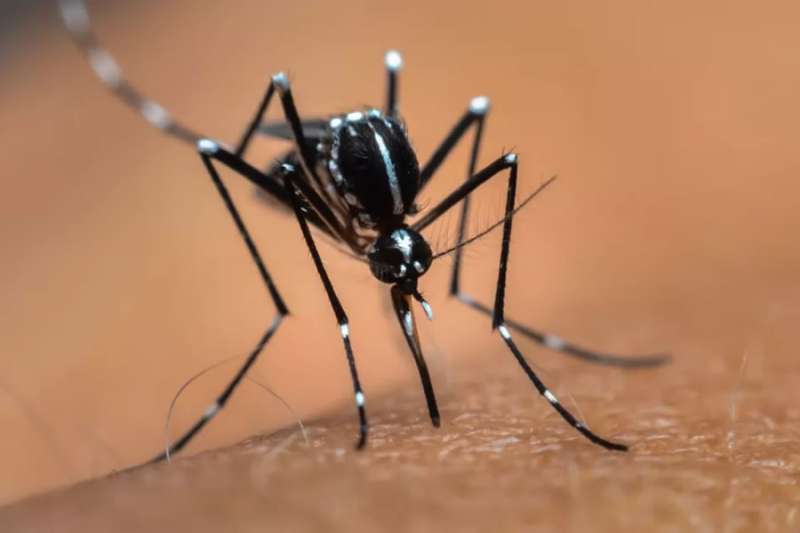 Health authorities detect another Tiger Mosquito at Tenerife South Airport
