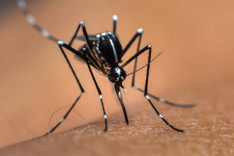 Health authorities detect another Tiger Mosquito at Tenerife South Airport