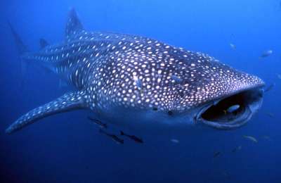 VIDEO: A giant whale shark is spotted off the coast of Tenerife