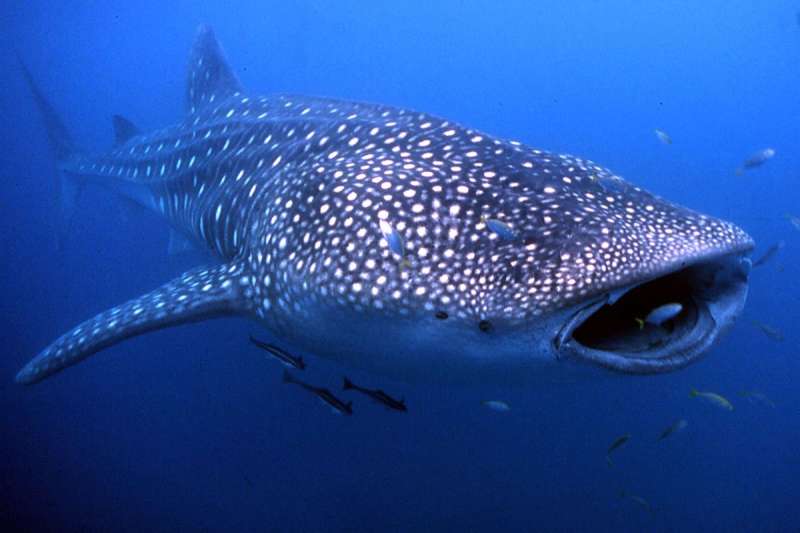 VIDEO: A giant whale shark is spotted off the coast of Tenerife