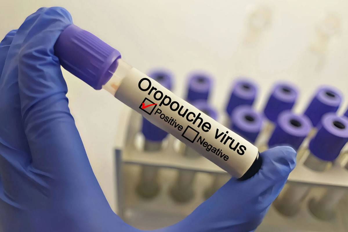 Three new imported cases of Oropouche virus detected by Canarian Health Authorities