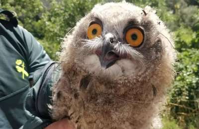 Police seize two owls in Teguise and report owner for keeping them in her bedroom
