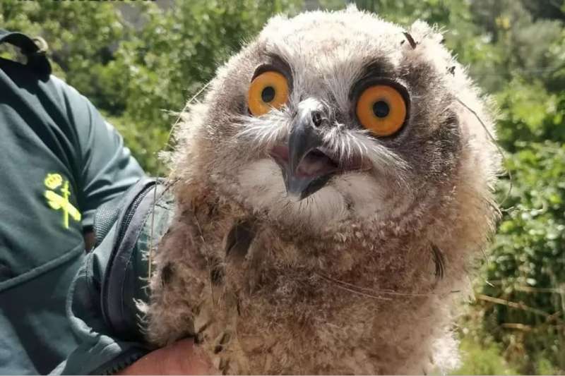 Police seize two owls in Teguise and report owner for keeping them in her bedroom