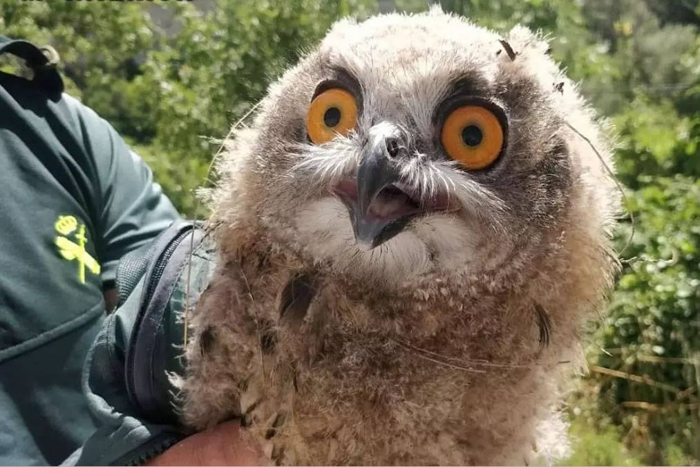 Police seize two owls in Teguise and report owner for keeping them in her bedroom