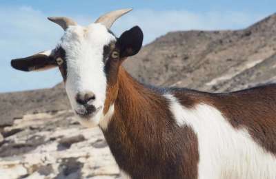 New excursion in the Canary Islands: Hiking with Goats!
