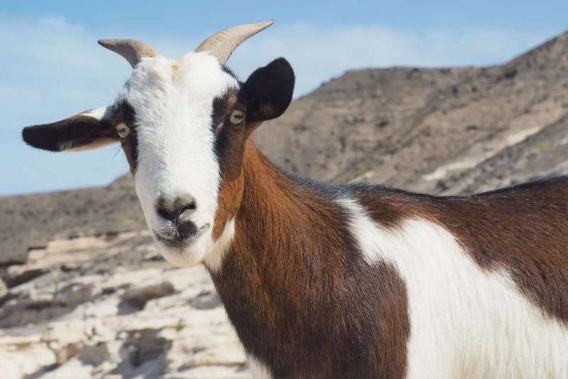 New excursion in the Canary Islands: Hiking with Goats!