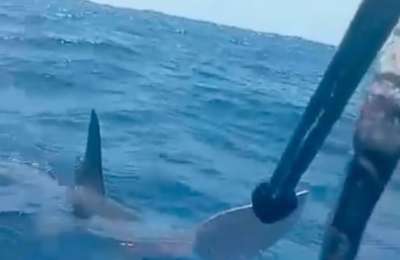 Kayaker encounters shark off La Palma coast and bats it away with paddle