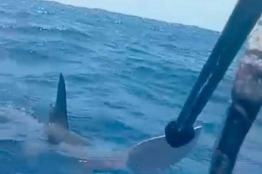 Kayaker encounters shark off La Palma coast and bats it away with paddle