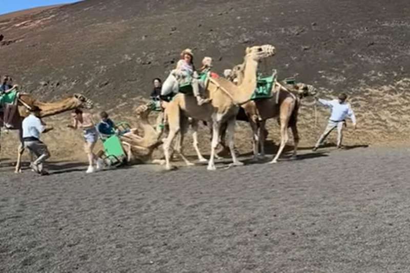 Viral video sparks renewed criticism of camel rides in Lanzarote for "Abusive Treatment"
