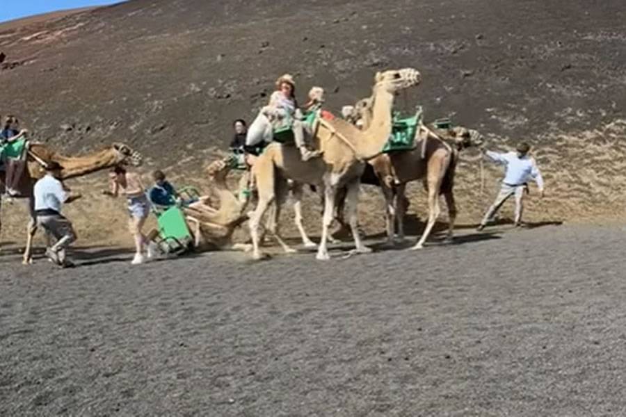 Viral video sparks renewed criticism of camel rides in Lanzarote for "Abusive Treatment"