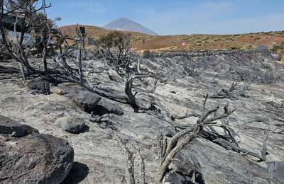 Burned pines to be removed from Teide National Park to restore ecological balance