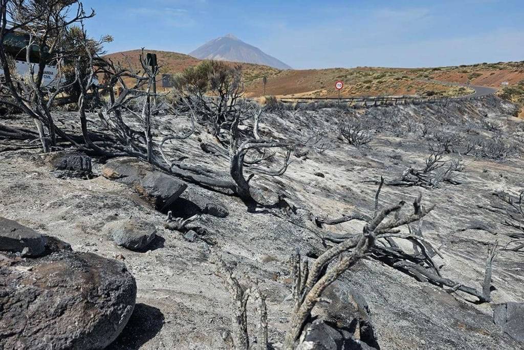 Burned pines to be removed from Teide National Park to restore ecological balance