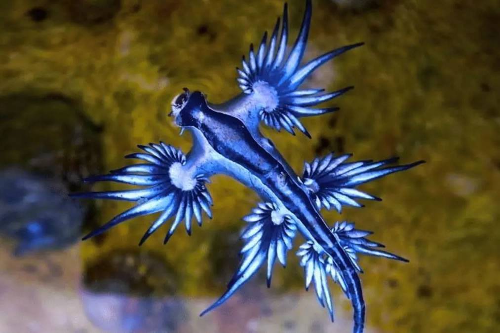 Warning as venomous 'Blue Dragon' detected at beach in the south of Tenerife