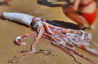 Giant Squid washes ashore astonishing locals and tourists