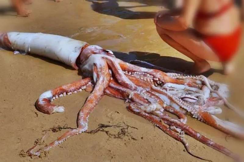 Giant Squid washes ashore astonishing locals and tourists