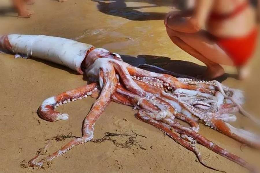Giant Squid washes ashore astonishing locals and tourists