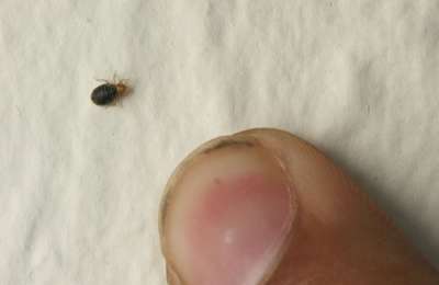British holidaymakers seek compensation for Bedbug infestations in Tenerife hotels 