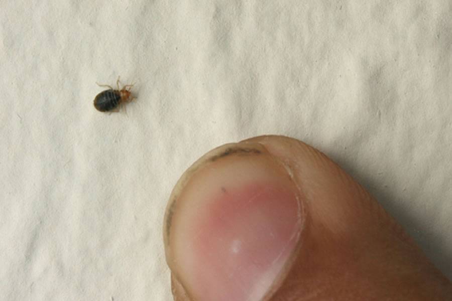 British holidaymakers seek compensation for Bedbug infestations in Tenerife hotels 