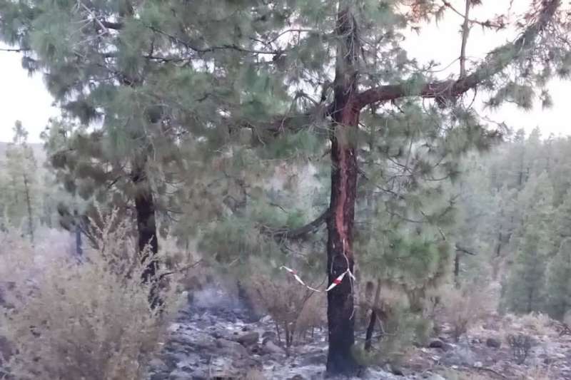 The two forest fires in south Tenerife were started by lightning strikes