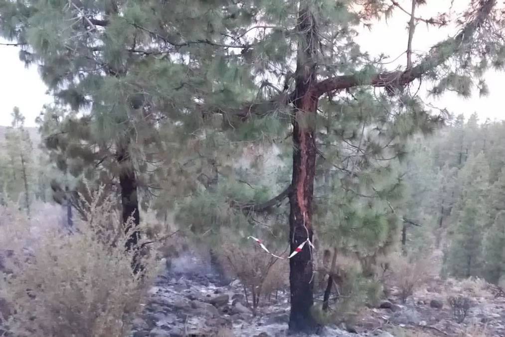 The two forest fires in south Tenerife were started by lightning strikes