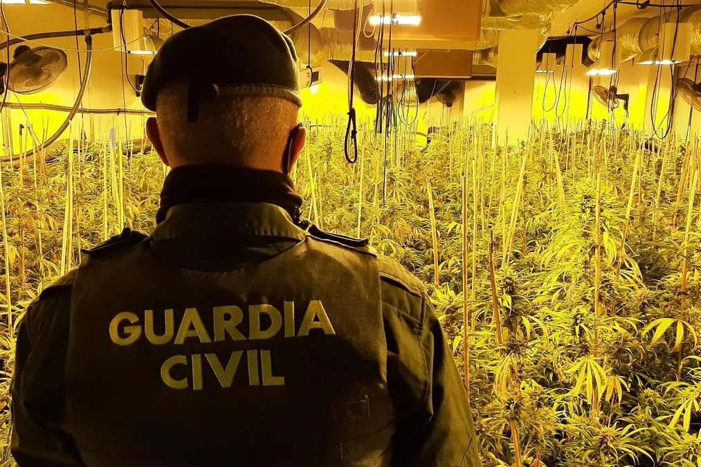 Man arrested in Lanzarote for running illegal marijuana plantation and selling through Cannabis Club