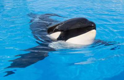 Keto, the six-metre 4.5-ton orca from Loro Parque, dies aged 29