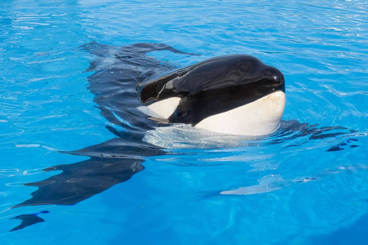 Keto, the six-metre 4.5-ton orca from Loro Parque, dies aged 29