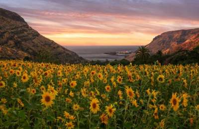 National Geographic: The most beautiful Sunflower field in the Canary Islands