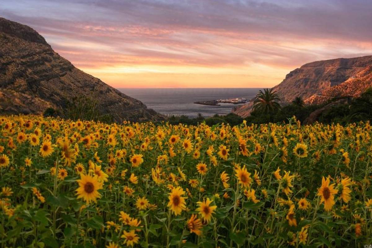 National Geographic: The most beautiful Sunflower field in the Canary Islands