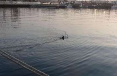 Man rescued after attempting to swim to a cruise ship in Las Palmas port